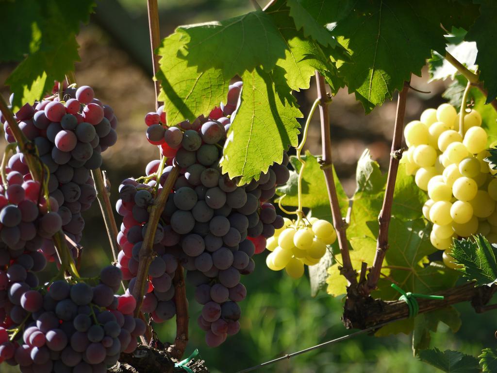 Azienda Agricola Polveraia 산지미냐노 외부 사진