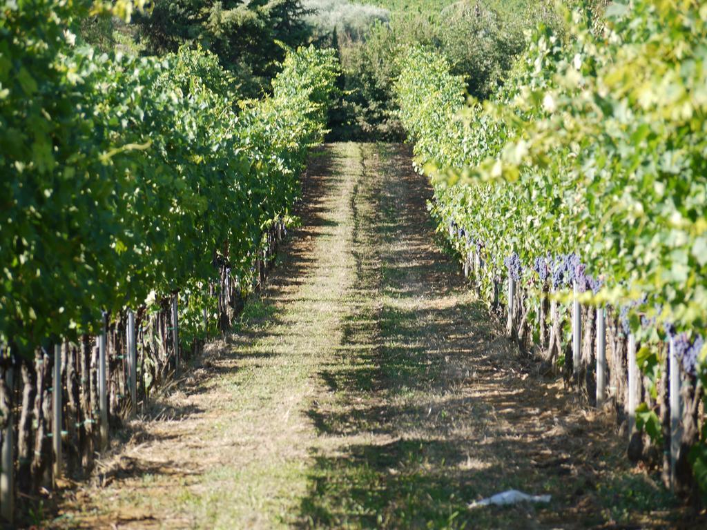 Azienda Agricola Polveraia 산지미냐노 외부 사진